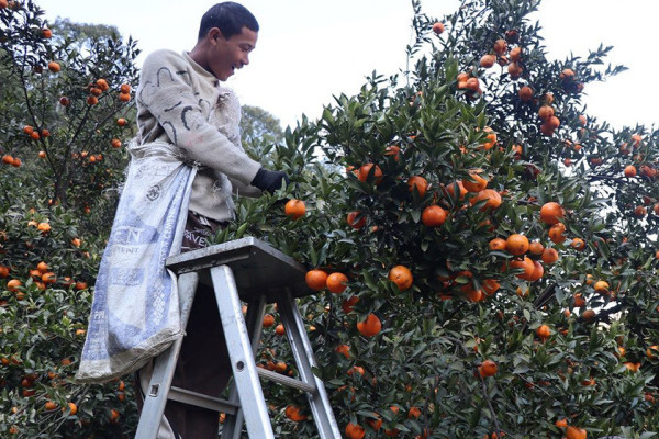 म्याग्दीमा धादिङका युवा ज्यालामा सुन्तला टिप्दै